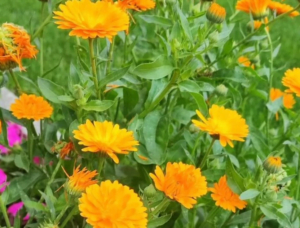 Lee más sobre el artículo Descubre el Poder de la Caléndula para Aliviar Problemas Menstruales