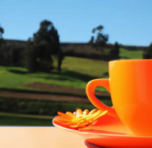 Lee más sobre el artículo Beneficios de la Flor de Calendula