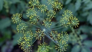 Lee más sobre el artículo El Eneldo