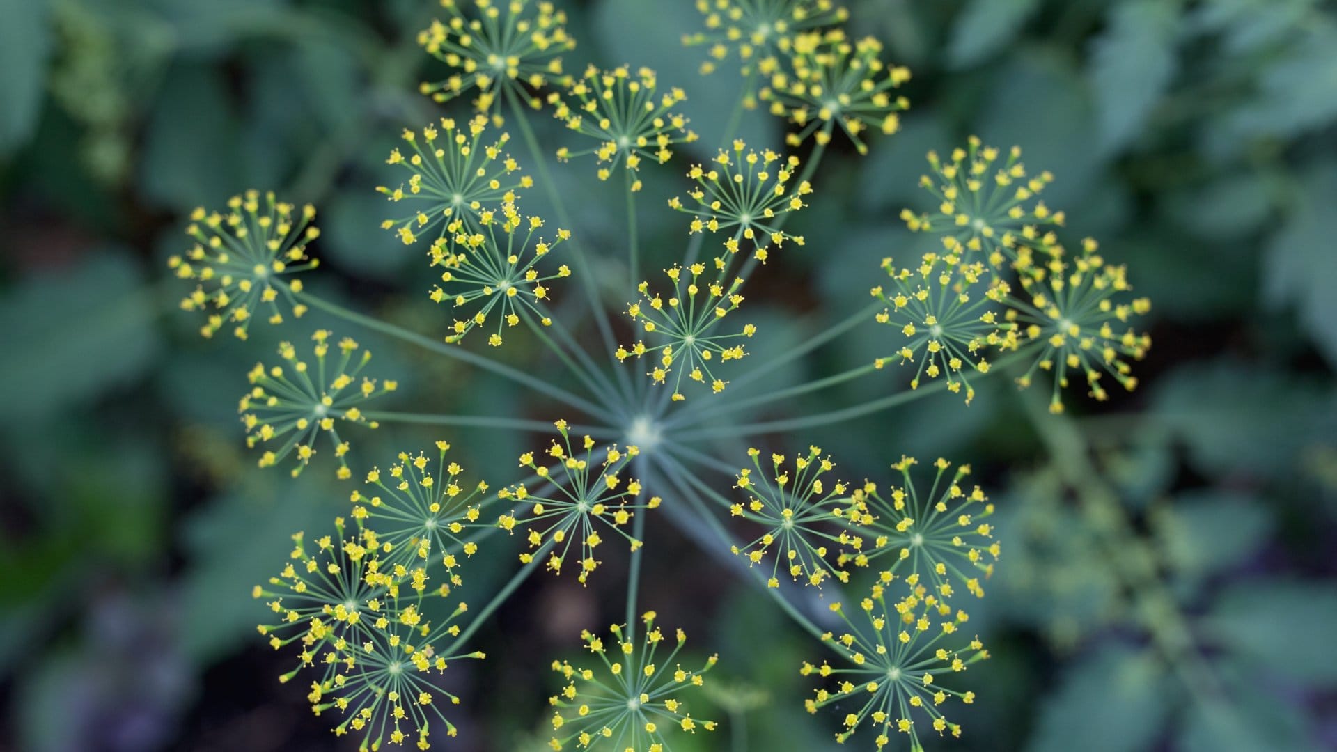 Lee más sobre el artículo El Eneldo